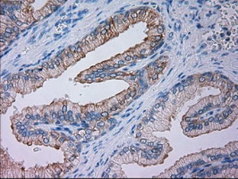 Anti-GSC antibody [1D7] used in IHC (Paraffin sections) (IHC-P). GTX84408