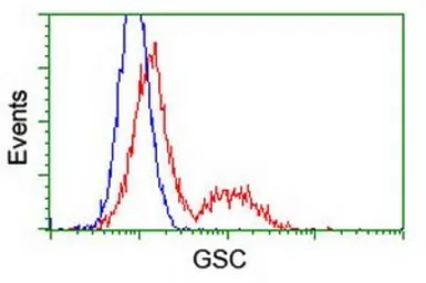 Anti-GSC antibody [1D7] used in Flow cytometry (FCM). GTX84408