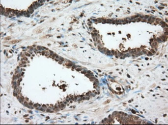 Anti-GPI antibody [5A11] used in IHC (Paraffin sections) (IHC-P). GTX84416
