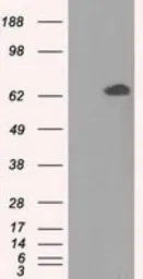 Anti-GPI antibody [7G10] used in Western Blot (WB). GTX84417