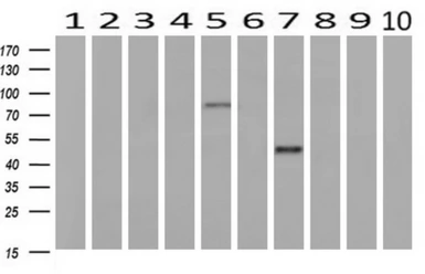 Anti-GRASP65 antibody [4F8] used in Western Blot (WB). GTX84422