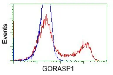 Anti-GRASP65 antibody [5C5] used in Flow cytometry (FCM). GTX84423