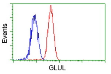 Anti-Glutamine synthetase antibody [1F4] used in Flow cytometry (FCM). GTX84426