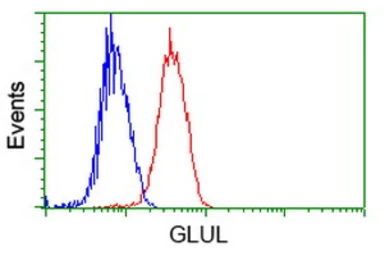 Anti-Glutamine synthetase antibody [1F4] used in Flow cytometry (FCM). GTX84426