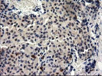 Anti-GGPS1 antibody [3F9] used in IHC (Paraffin sections) (IHC-P). GTX84427