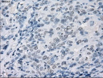 Anti-GBP2 antibody [4E7] used in IHC (Paraffin sections) (IHC-P). GTX84442