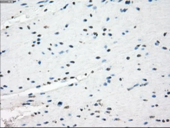 Anti-GBP2 antibody [4E7] used in IHC (Paraffin sections) (IHC-P). GTX84442