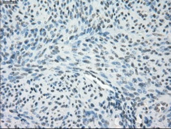 Anti-GBP2 antibody [4E7] used in IHC (Paraffin sections) (IHC-P). GTX84442