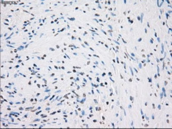 Anti-GBP2 antibody [4E7] used in IHC (Paraffin sections) (IHC-P). GTX84442