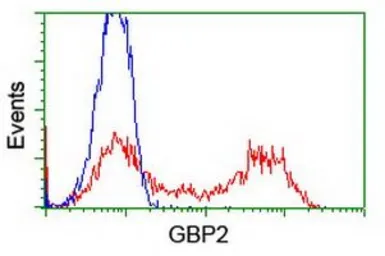 Anti-GBP2 antibody [4E7] used in Flow cytometry (FCM). GTX84442