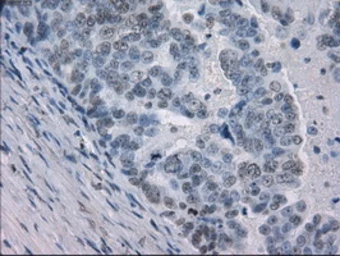 Anti-GBP2 antibody [1E5] used in IHC (Paraffin sections) (IHC-P). GTX84445
