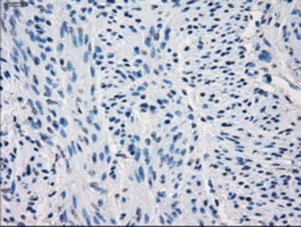 Anti-GBP2 antibody [1E5] used in IHC (Paraffin sections) (IHC-P). GTX84445
