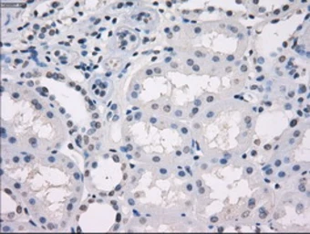 Anti-GBP2 antibody [1E5] used in IHC (Paraffin sections) (IHC-P). GTX84445