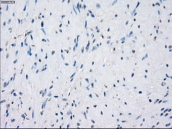 Anti-GBP2 antibody [1E5] used in IHC (Paraffin sections) (IHC-P). GTX84445