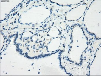 Anti-GBP2 antibody [1E5] used in IHC (Paraffin sections) (IHC-P). GTX84445