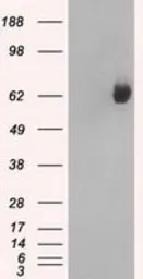 Anti-GBP2 antibody [1E5] used in Western Blot (WB). GTX84445