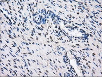 Anti-GBE1 antibody [3C8] used in IHC (Paraffin sections) (IHC-P). GTX84454