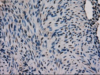 Anti-GATA4 antibody [9F9] used in IHC (Paraffin sections) (IHC-P). GTX84460