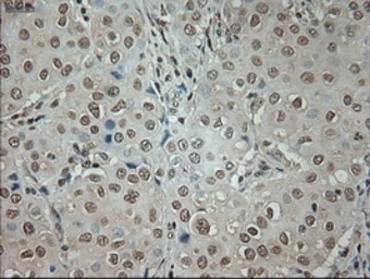 Anti-GAD67 antibody [3G9] used in IHC (Paraffin sections) (IHC-P). GTX84469