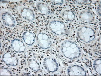 Anti-GAD67 antibody [3G9] used in IHC (Paraffin sections) (IHC-P). GTX84469