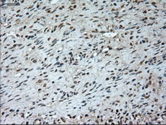 Anti-GAD67 antibody [3G9] used in IHC (Paraffin sections) (IHC-P). GTX84469