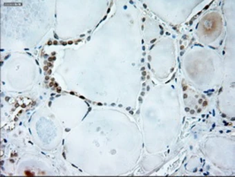 Anti-GAD67 antibody [3G9] used in IHC (Paraffin sections) (IHC-P). GTX84469