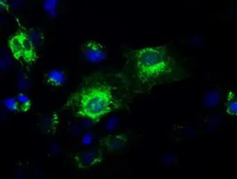 Anti-GAD67 antibody [3H2] used in Immunocytochemistry/ Immunofluorescence (ICC/IF). GTX84470