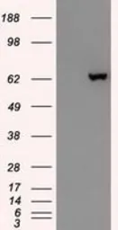 Anti-GAD67 antibody [3H2] used in Western Blot (WB). GTX84470