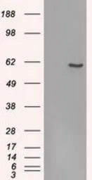 Anti-FRK antibody [7A7] used in Western Blot (WB). GTX84483