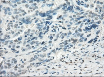 Anti-FRA1 antibody [12F9] used in IHC (Paraffin sections) (IHC-P). GTX84488