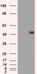 Anti-FKBP5 antibody [3E9] used in Western Blot (WB). GTX84491