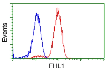Anti-FHL1 antibody [1D6] used in Flow cytometry (FCM). GTX84495