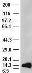 Anti-FGF1 antibody [4D2] used in Western Blot (WB). GTX84503