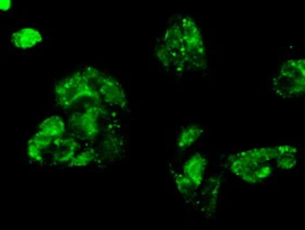Anti-Mig-2 antibody [25A4] used in Immunocytochemistry/ Immunofluorescence (ICC/IF). GTX84505