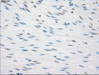 Anti-CD32a antibody [20D1] used in IHC (Paraffin sections) (IHC-P). GTX84508