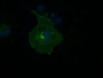 Anti-CD32a antibody [16D6] used in Immunocytochemistry/ Immunofluorescence (ICC/IF). GTX84509