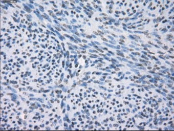 Anti-CD32a antibody [16D6] used in IHC (Paraffin sections) (IHC-P). GTX84509