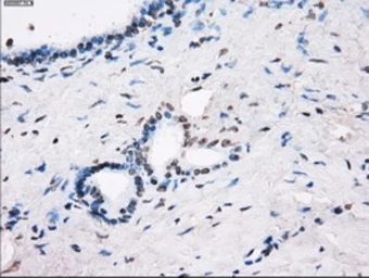 Anti-CD32a antibody [16D6] used in IHC (Paraffin sections) (IHC-P). GTX84509