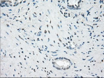 Anti-CD32a antibody [13D7] used in IHC (Paraffin sections) (IHC-P). GTX84511