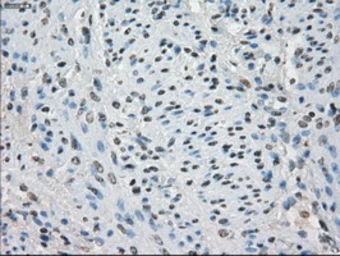Anti-CD32a antibody [13D7] used in IHC (Paraffin sections) (IHC-P). GTX84511