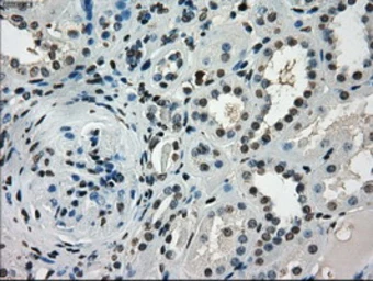 Anti-CD32a antibody [13D7] used in IHC (Paraffin sections) (IHC-P). GTX84511