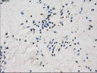 Anti-CD32a antibody [13G9] used in IHC (Paraffin sections) (IHC-P). GTX84513
