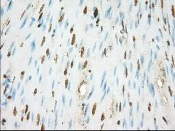 Anti-ERCC1 antibody [1B3] used in IHC (Paraffin sections) (IHC-P). GTX84546