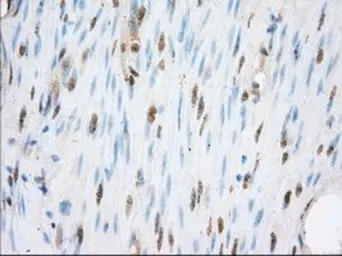 Anti-ERCC1 antibody [2A7] used in IHC (Paraffin sections) (IHC-P). GTX84550