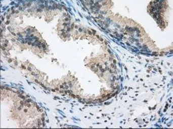 Anti-ERCC1 antibody [2A7] used in IHC (Paraffin sections) (IHC-P). GTX84550