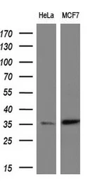 Anti-ERCC1 antibody [3E1] used in Western Blot (WB). GTX84559