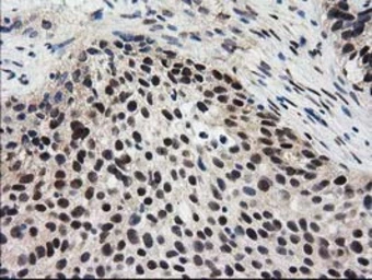 Anti-EPM2AIP1 antibody [1F11] used in IHC (Paraffin sections) (IHC-P). GTX84561
