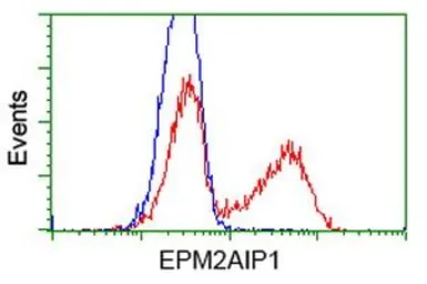 Anti-EPM2AIP1 antibody [1F11] used in Flow cytometry (FCM). GTX84561