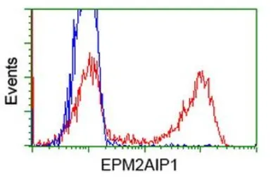 Anti-EPM2AIP1 antibody [2A5] used in Flow cytometry (FCM). GTX84564