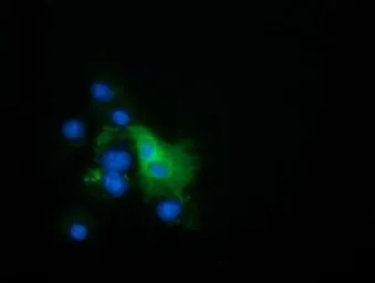 Anti-EPXH2 antibody [1A6] used in Immunocytochemistry/ Immunofluorescence (ICC/IF). GTX84570